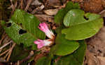 Trailing arbutus